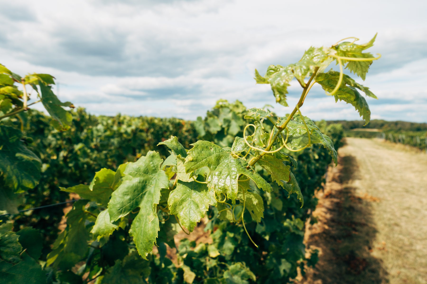 Nahaufnahme von Weinreben in einer Weinregion